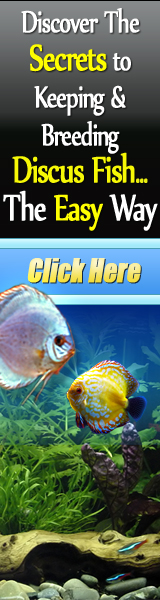 Discus Fish Secrets