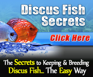 Discus Fish Secrets